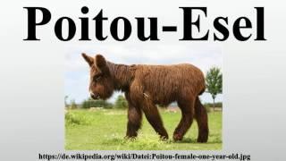 Poitou-Esel