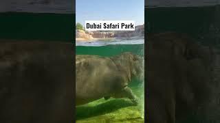 Dubai Safari Park