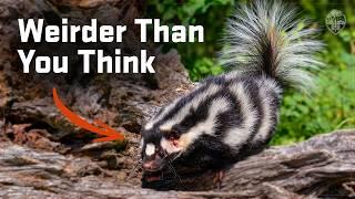 Why We Need More Skunks