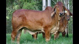 Cría de Ganado  Puro Brahman Rojo en Potrero  - TvAgro por Juan Gonzalo Angel