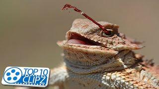 Top 10 Oddest Animal Traits - Weird and Strange - TOP 10 CLIPZ