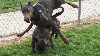 Clumsy European Doberman Learning How to Behave at Dog Park