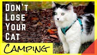 Safety Tips for RV Camping with Cats