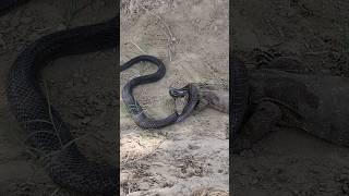 Black Cobra Snake and Monitor Lizard are bitting each other for their survival#snake#short#lizard