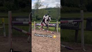 Oh yeah 1.20m on who #horse #equestrian #pony #horsegirl #horseriding #showjumping #jump