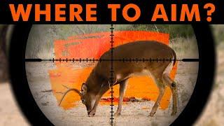 Where To Shoot A Deer | Deer Hunting 101