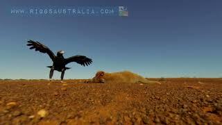 Wedgetail eagle eyes off a kangaroo