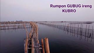 Rumpon GUBUG ireng, rumpon pinggir! rumpon Semarang Pak Kamin Kubro