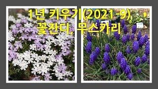 1년 키우기(21-9) - 꽃잔디와 무스카리 This is a picture of the Moss phlox and Grape hyacinth growing in on year.