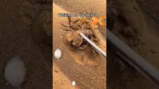 Fishinglife || Walk on the beach Fishing seaside  beach sea