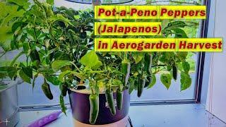 Pot-a-Peño (PotaPeno) Peppers (Jalapenos) in Aerogarden Harvest hydroponics, Jalapeños