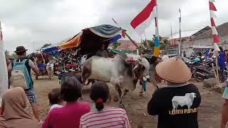 Kirab dan lomba gerobak sapi jogja-jateng