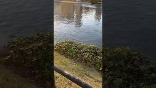 岸壁の植生はカナリーキヅタかセイヨウキヅタ、第二船着き場の手前。ここまで新たに魚のジャンプは見れていない。 (67f-9/21)