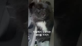 터널에 들어가면 안보여유 ㅋㅋㅋ #블랙탄 #반달곰개 #포메 #멈머 #강아지 #강아지일상