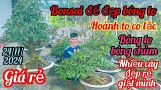 24/11/2024️0393843842 Kha bonsai đẹp rẻ đế đẹp chơi tết hoành lớn than lắc dang long