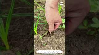 How to Deal with Nutgrass in Your Garden | Cyperus rotundus Tips #CyperusRotundus #GardeningTips