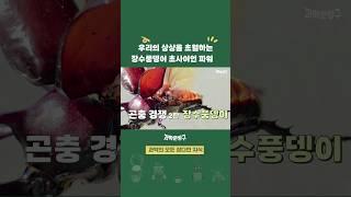 우리의 상상을 초월하는 장수풍뎅이 초사이언 파워 #장수풍뎅이 #힘 측정 #insects