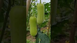 #MyRuralHealth #MyLifeDiary . #MyRuralLife #PureNaturalGreenVegetables
