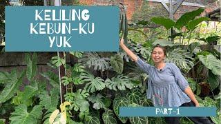 Keliling kebun kecilku/ aroid garden tour/ kebun aroid dirumah