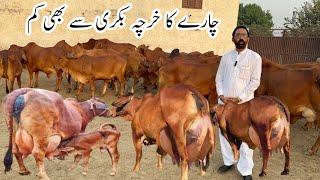 Haidry Sahiwal Cattle and Dairy Farm Part 2