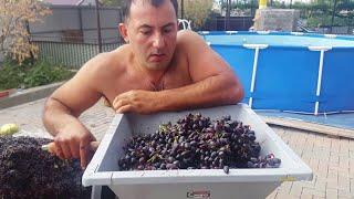 Homemade Grape Chacha - try it at home | GEORGY KAVKAZ