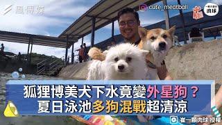 狐狸博美犬下水竟變外星狗？夏日泳池多狗混戰超清涼