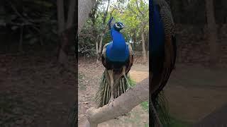 face to face peacock