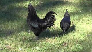 Ayam Cemani