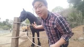 말키우기   흑진주 외부 마방 만들기 생방송 Horse story