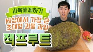 세상에서 가장 큰 과일, 잭프루트 - 과육 해체 및 맛보기 + 특별손님 "용과"