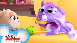 Hissy Needs to Sleep  | Music Video  | Puppy Dog Pals | Disney Junior