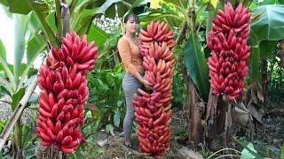 Harvest Big Bunch Of Bananas Go To Market Sell, Buy Ducklings To Raise | New Free Bushcraft