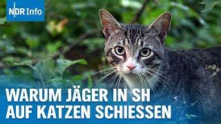 Jagd auf Hauskatzen: Dürfen Jäger freilaufende Katzen erschießen? | NDR Info