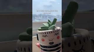 Facts about Tiger's Jaw Crassula🪴#succulentsbox #succulent #cactus #crassula #shorts