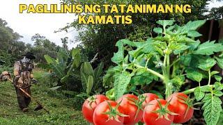 PAGLILINIS NG TATANIMAN NG KAMATIS NGAYUN TAG ULAN