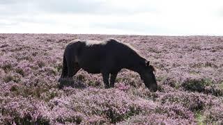 Delightful Walk through the Flowering Heather on Dartmoor.Devon