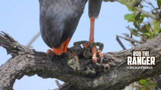 Watch This Goshawk Feeding | Lalashe Mara Ripoi Safari