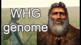 DNA + Traits of Western Hunter Gatherer (Loschbour)