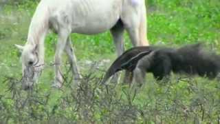 Giant anteater pummeled by horse