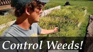 How to CONTROL WEEDS in the GARDEN - the NATURAL way