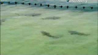 Shark Week- Lemon Shark Migration