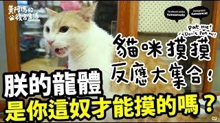 黃阿瑪的後宮生活-貓咪摸摸反應大集合