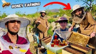 Bee Farming in Pakistan || Honey Farming Business || How To Start Honey Farming