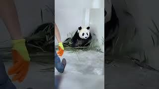 大熊猫生气了，后果很严重！ #panda #cute #cutepanda #zoo