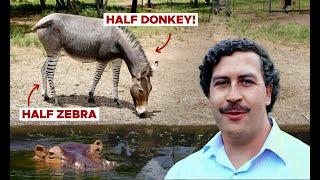 Pablo Escobar's Cross-Breeding Zoo