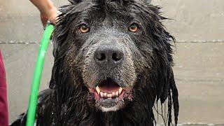 This Might Be The Most Pampered Pooch In The World | Rare Newfoundland Dog