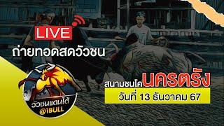 ถ่ายทอดสดวัวชน สนามชนโคนครตรัง วันที่ 13 ธันวาคม 67 #วัวชนวันนี้ #นครตรัง