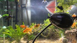 Goldfish Feeding Live