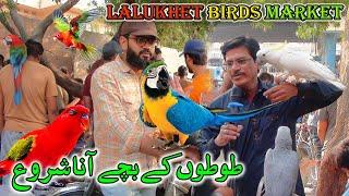 Lalukhet Exotic Parrots and Rare Birds Market Karachi 17-11-2024 Latest Update in Urdu | سوق الطيور