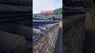 #오늘의  주인공 #배롱 나무/목 백일홍 #shortsvideos
